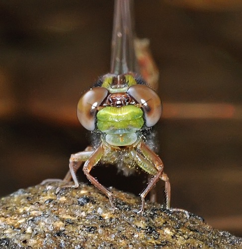 Female, teneral
2010_04_21_Oconee_SC_Rabun_GA